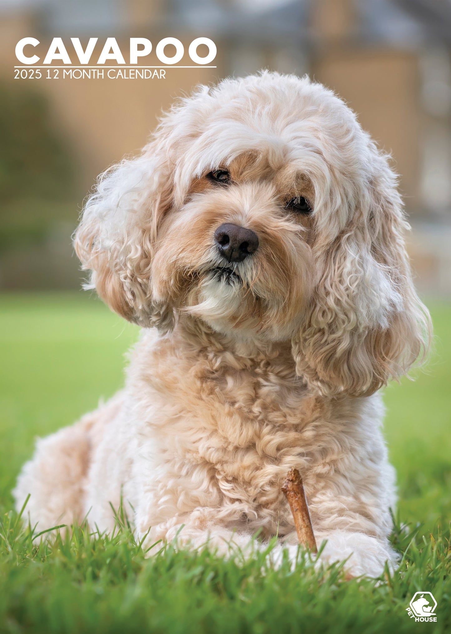 Cavapoo Calendar 2025