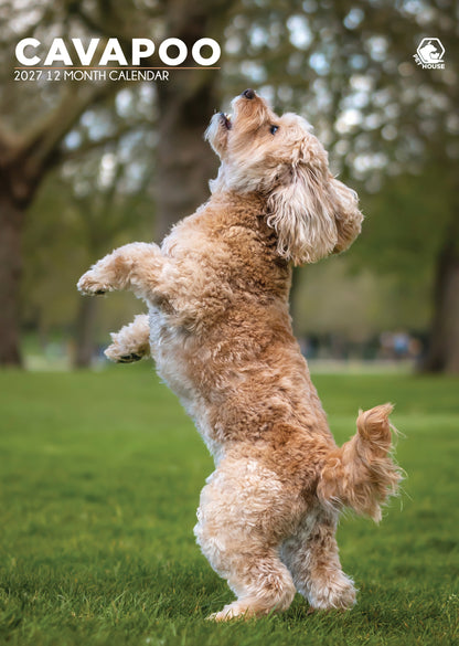 Cavapoo Calendar 2027 – A Year of Fluffy Charm and Playful Personality