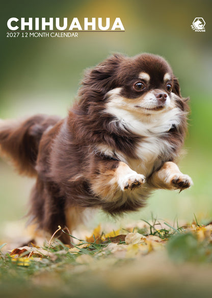 Chihuahua Calendar 2027 – Celebrate a Year with These Big-Personality Pups