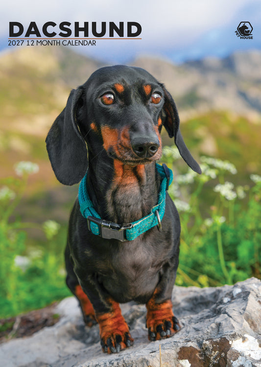 Dachshund Calendar 2027 – A Year of Long Dogs and Big Personality