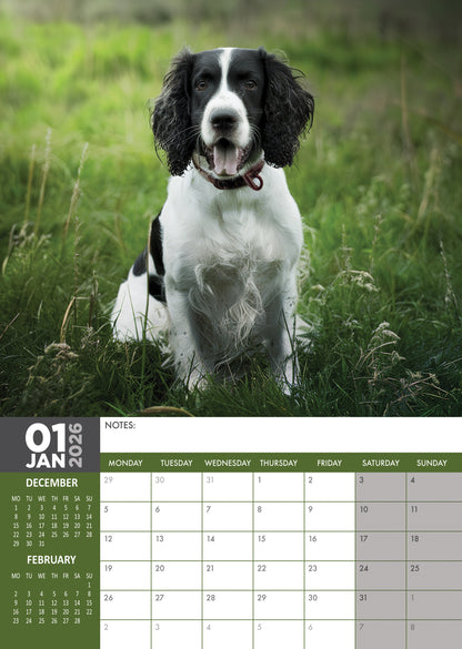 English Springer Spaniel Calendar 2026 – A Year of Charm and Boundless Energy