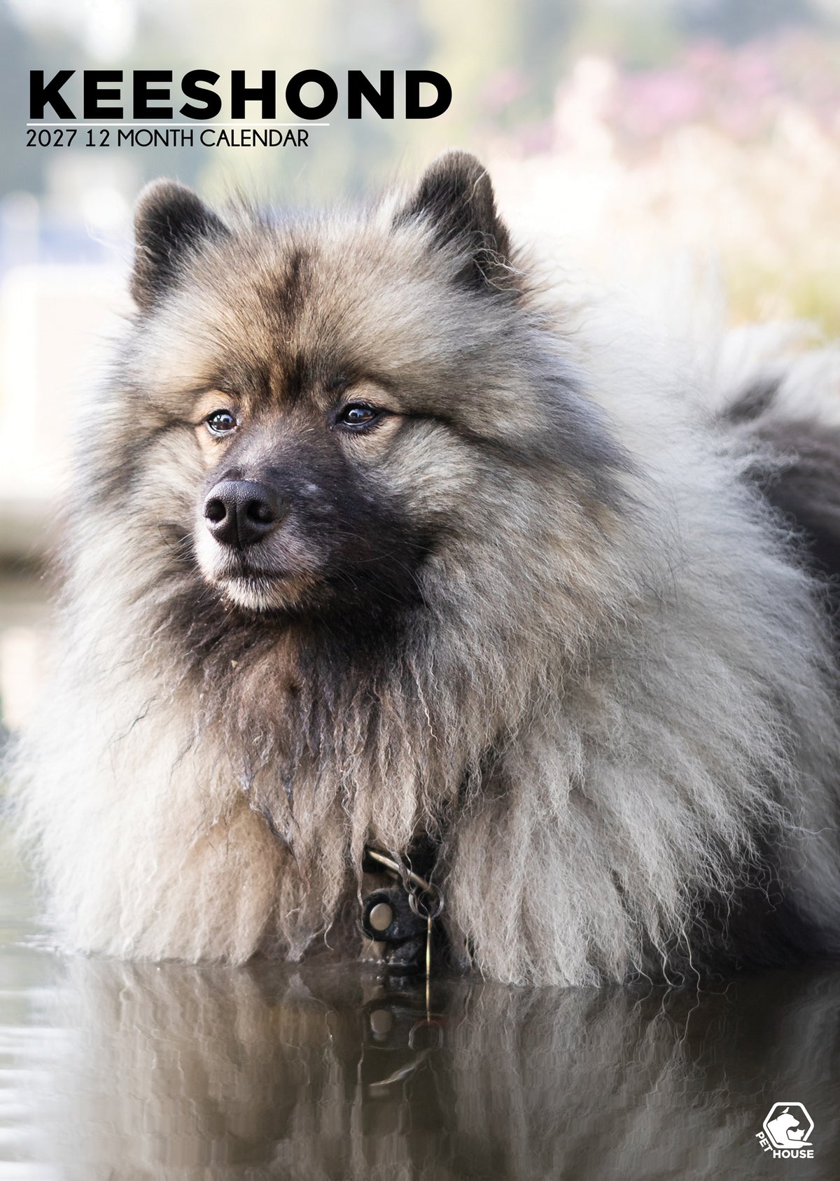 Keeshond Calendar 2027 - A3 Wall Calendar for Keeshond Dog Lovers