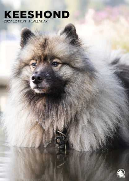 Keeshond Calendar 2027 - A3 Wall Calendar for Keeshond Dog Lovers