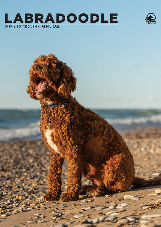 Labradoodle Calendar 2025