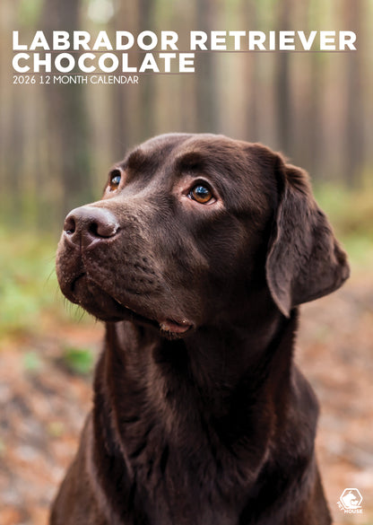 Labrador Retriever Chocolate Calendar 2026 – Celebrate the Charm of Chocolate Labradors