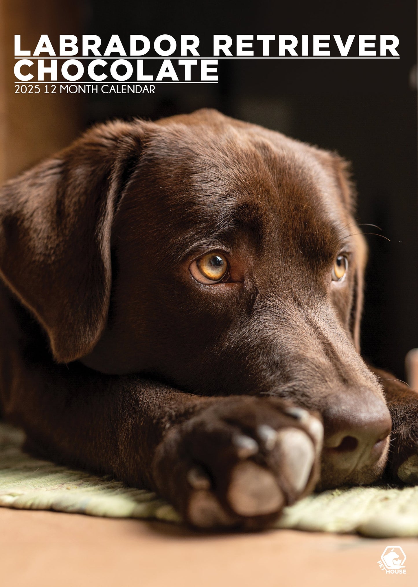 Labrador Retriever Chocolate Calendar 2025