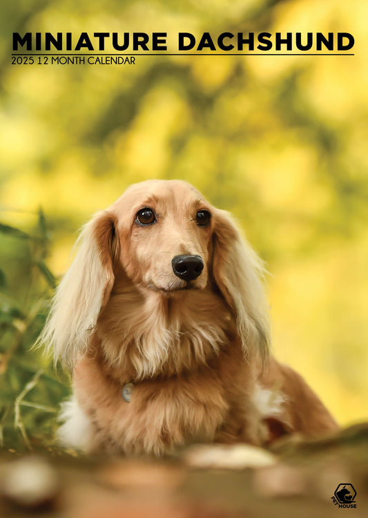 Miniature Dachshund Calendar 2025