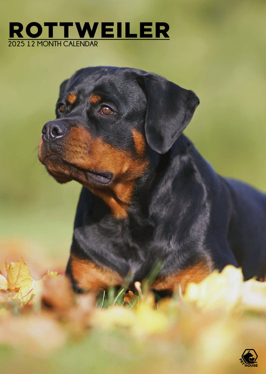 Rottweiler Calendar 2025