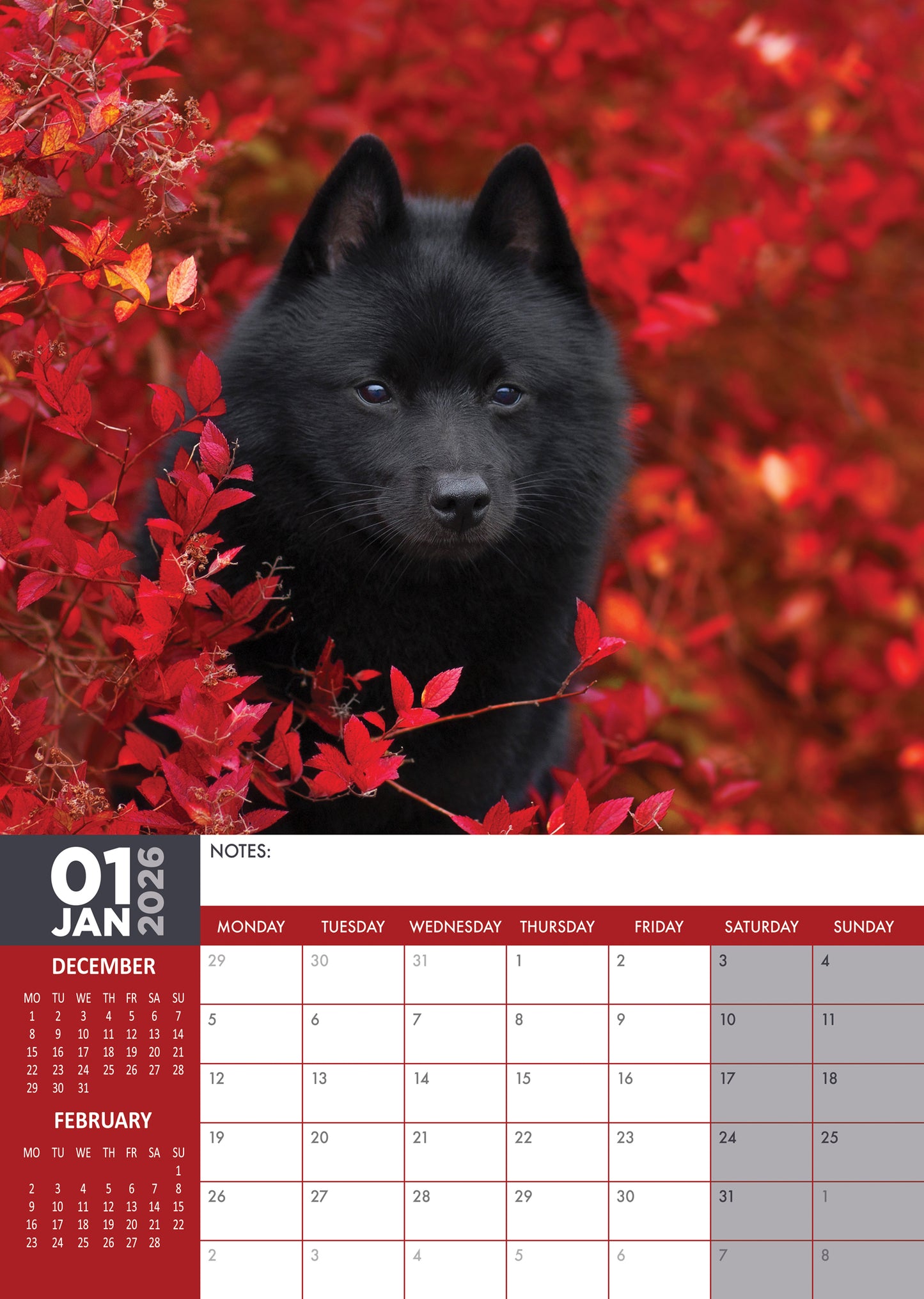 Schipperke Calendar 2026 – Celebrate the Spunky Spirit of the Little Black Devil
