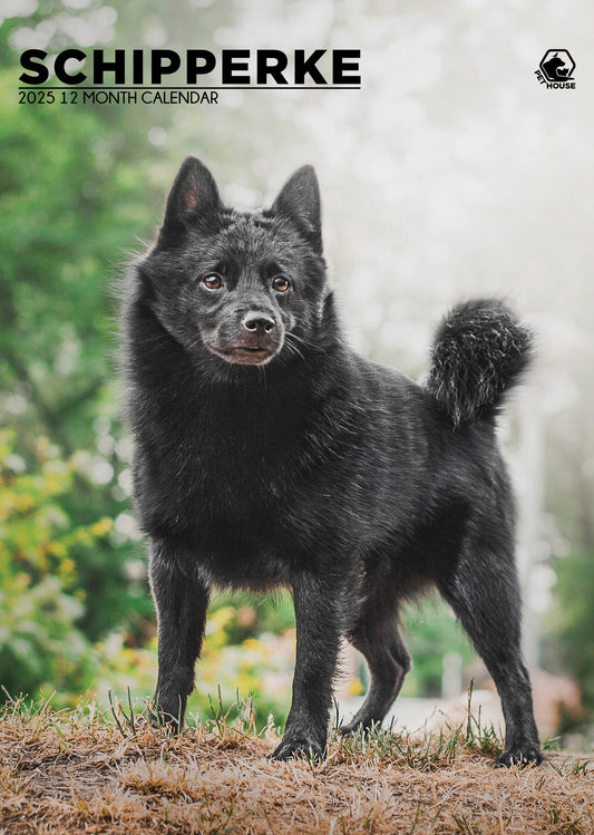 Schipperke Calendar 2025