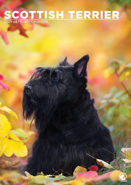 Scottish Terrier Calendar 2025