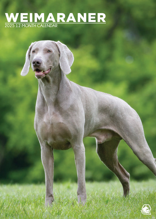 Weimaraner Calendar 2025