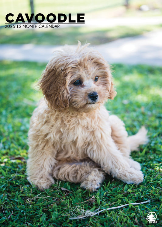 Cavoodle Calendar 2025