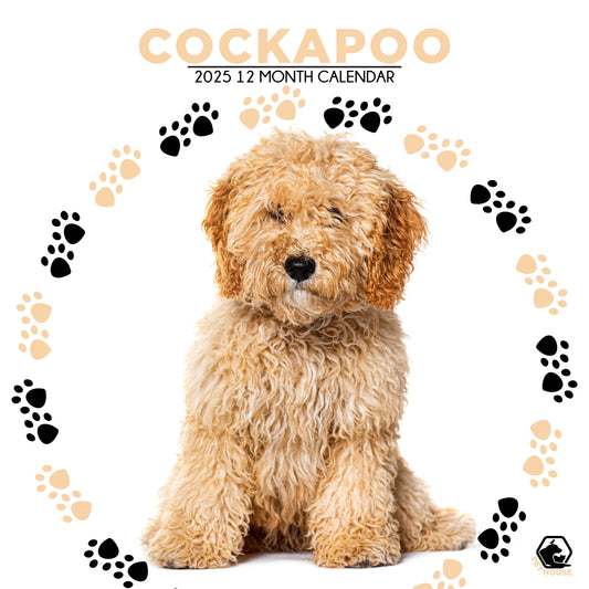 Cockapoo Calendar Square 2026