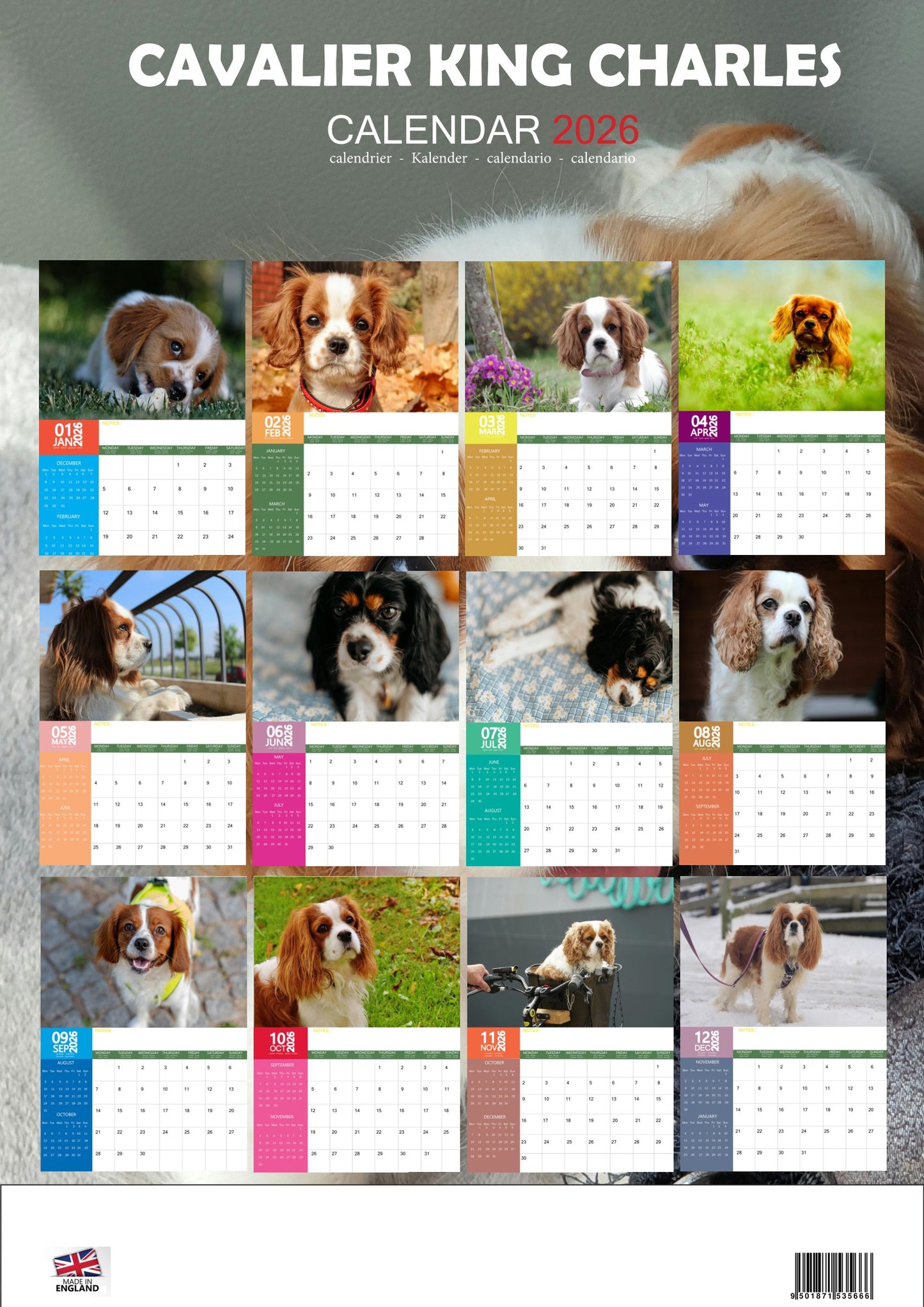 Cavalier King Charles Dog Calendar 2026 – M-PRA Range