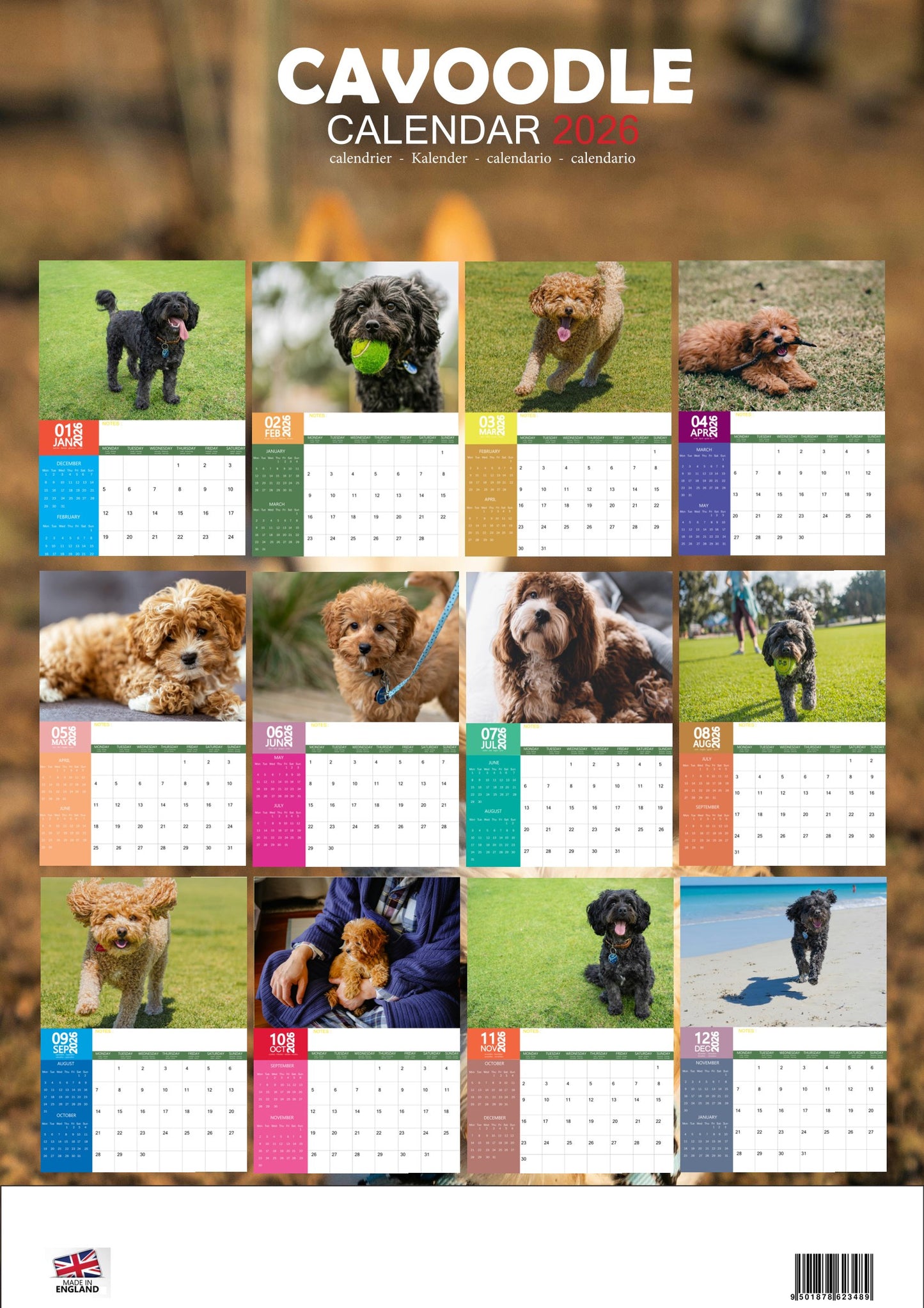 Cavoodle Dog Calendar 2026 – M-PRA Range