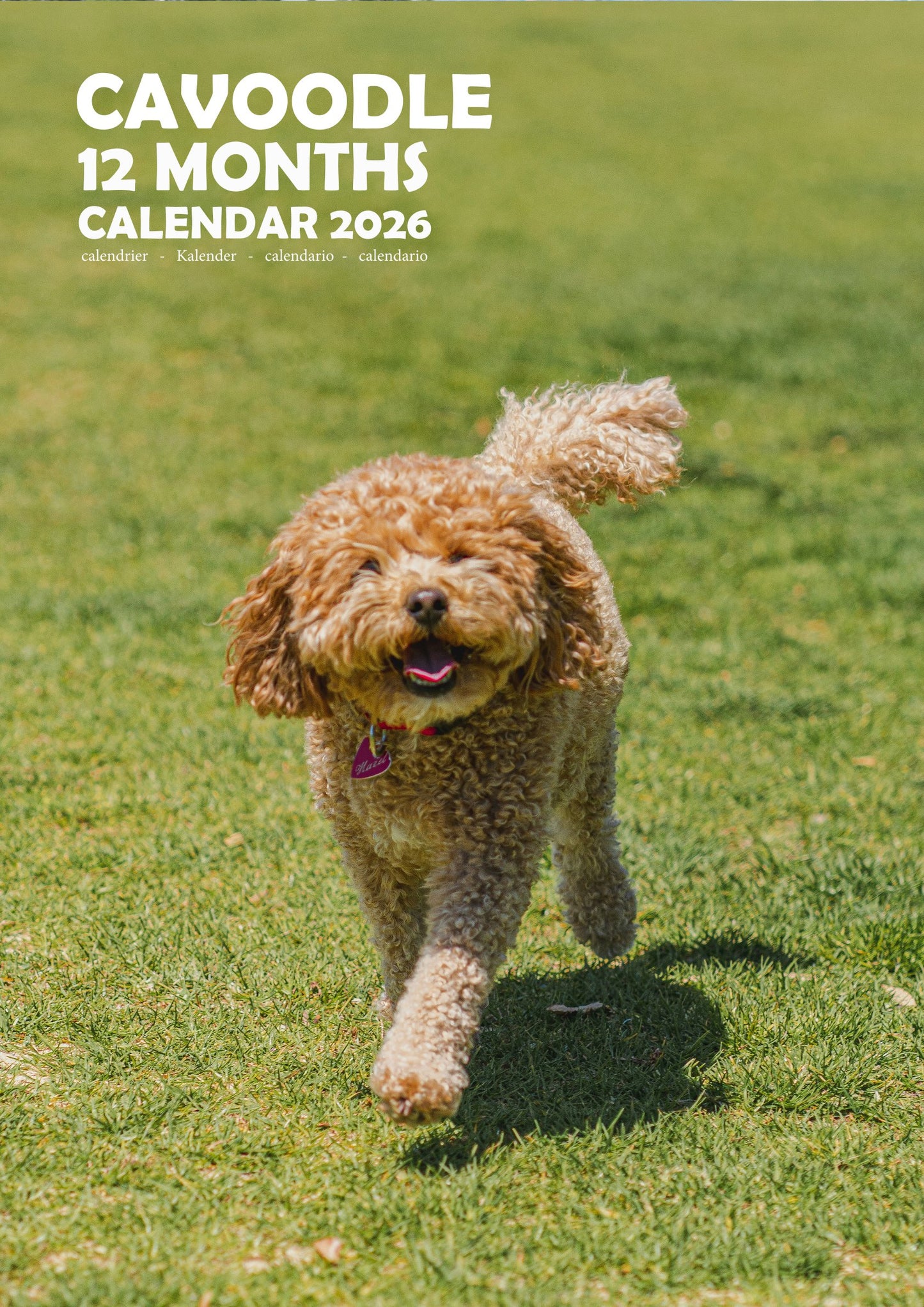 Cavoodle Dog Calendar 2026 – M-PRA Range
