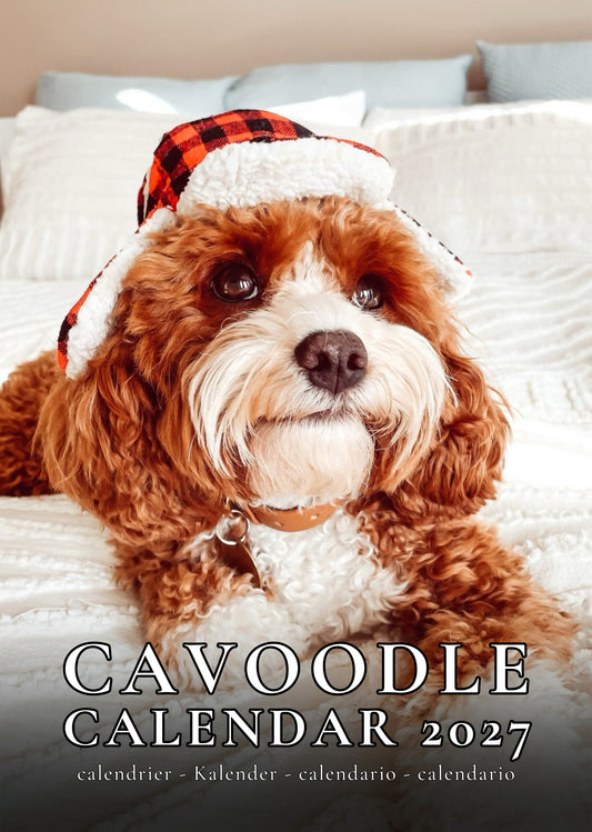 Cavoodle Dog Calendar 2027 – M-PRA Range
