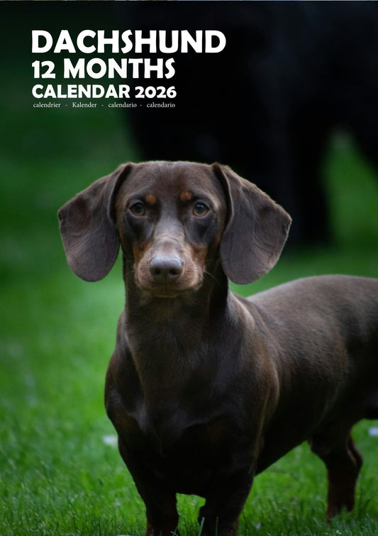 Dachshund Dog Calendar 2026 – M-PRA Range