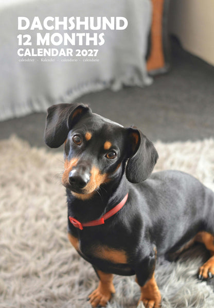 Dachshund Dog Calendar 2027 – M-PRA Range
