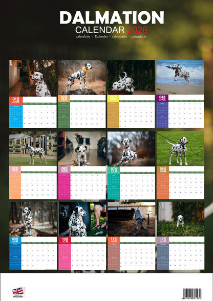 Dalmation Dog Calendar 2026 – M-PRA Range