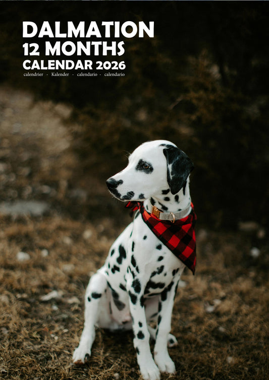 Dalmation Dog Calendar 2026 – M-PRA Range