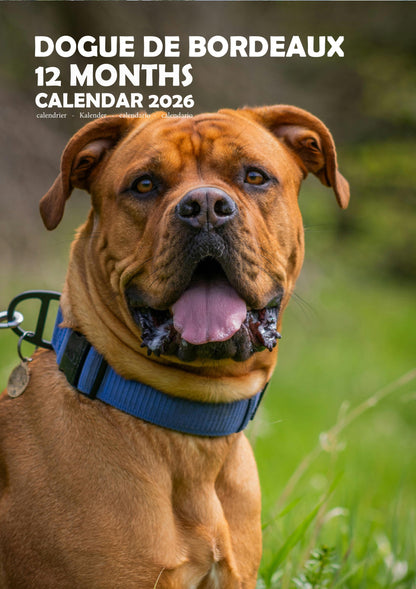Dogue De Bordeaux Dog Calendar 2026 – M-PRA Range