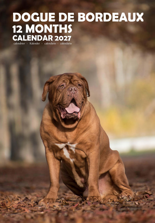 Dogue De Bordeaux Dog Calendar 2027 – M-PRA Range