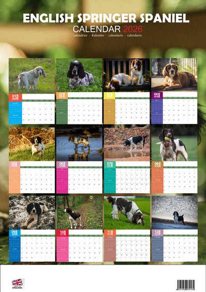 English Springer Spaniel Dog Calendar 2026 – M-PRA Range