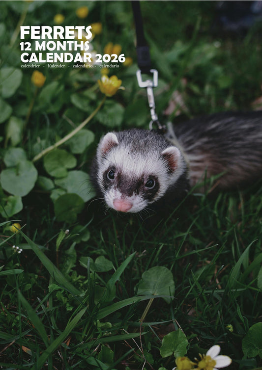 Ferrets Calendar 2026 – M-PRA Range