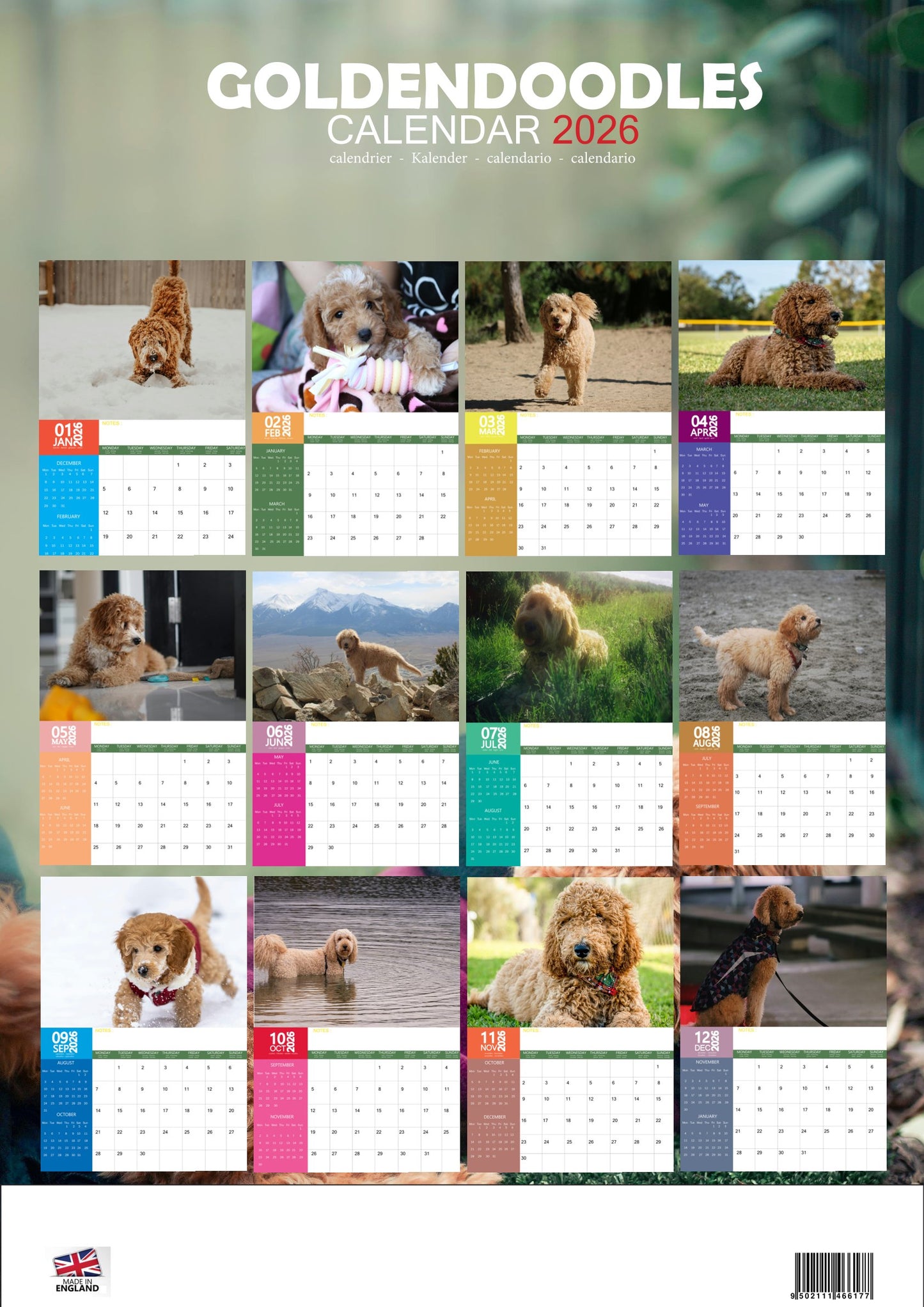 Goldendoodles Dog Calendar 2026 – M-PRA Range