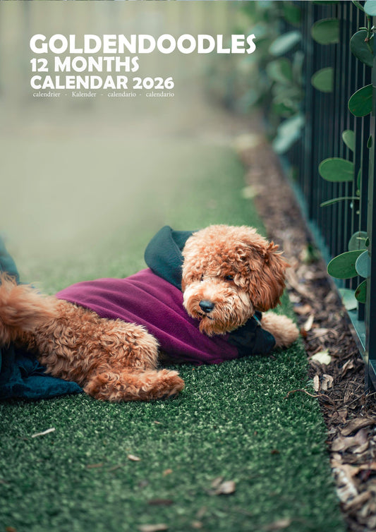 Goldendoodles Dog Calendar 2026 – M-PRA Range