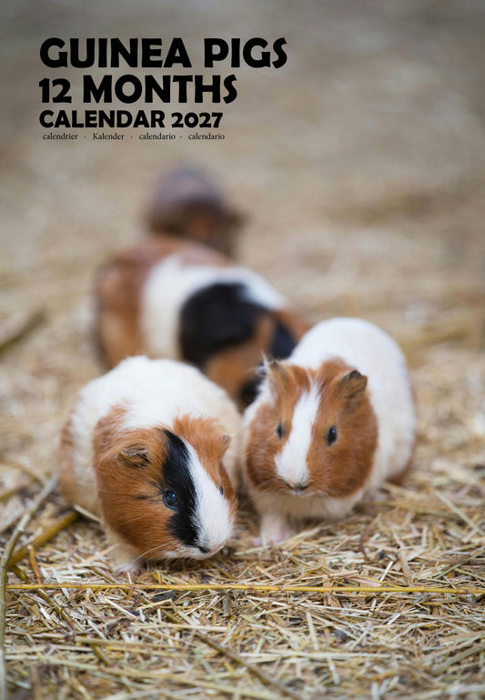 Guinea Pigs Calendar 2027 – M-PRA Range
