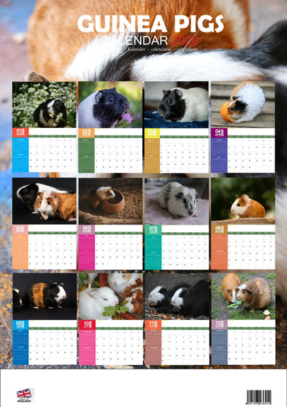 Guinea Pig Calendar 2026 – M-PRA Range
