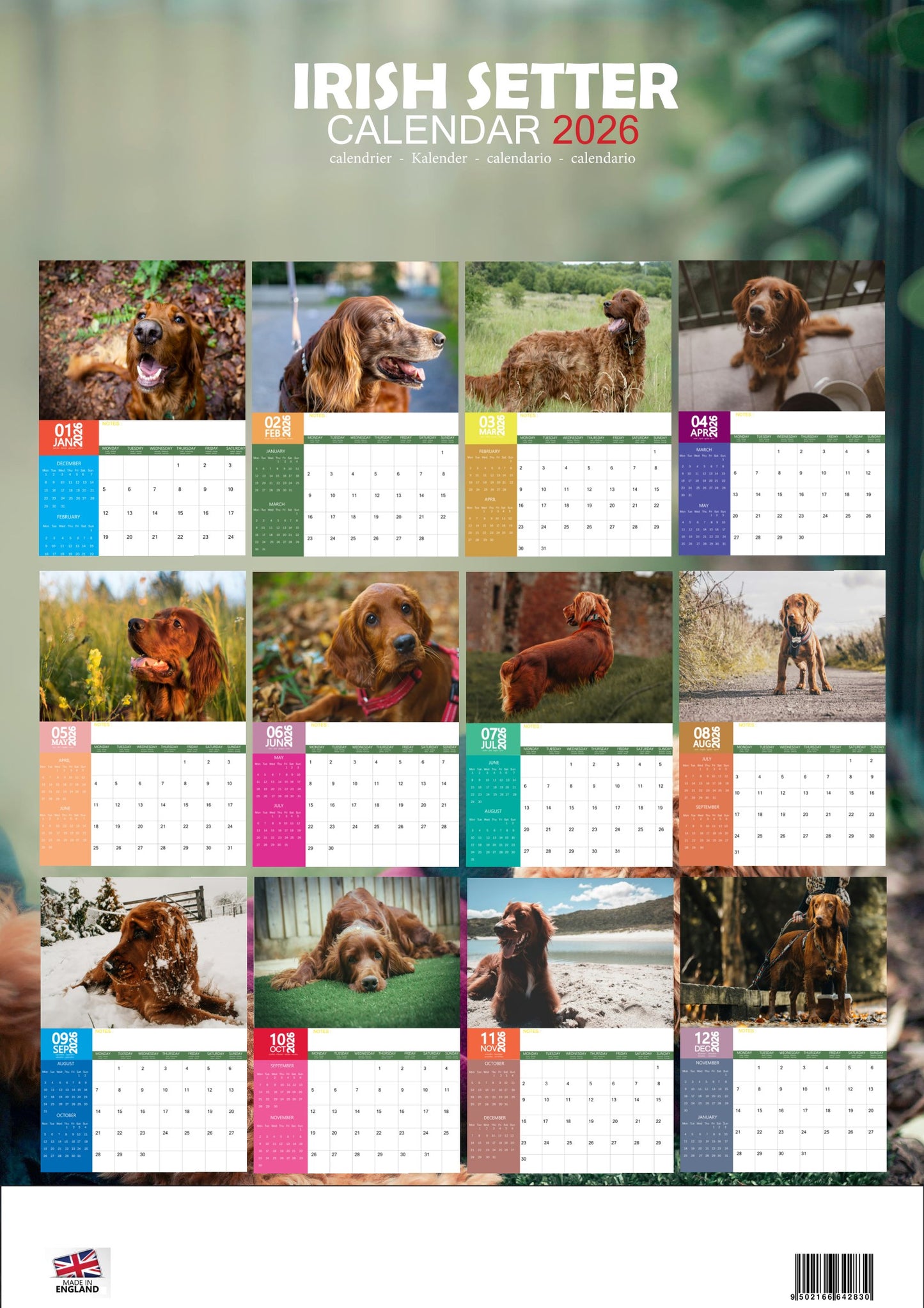 Irish Setter Dog Calendar 2026 – M-PRA Range