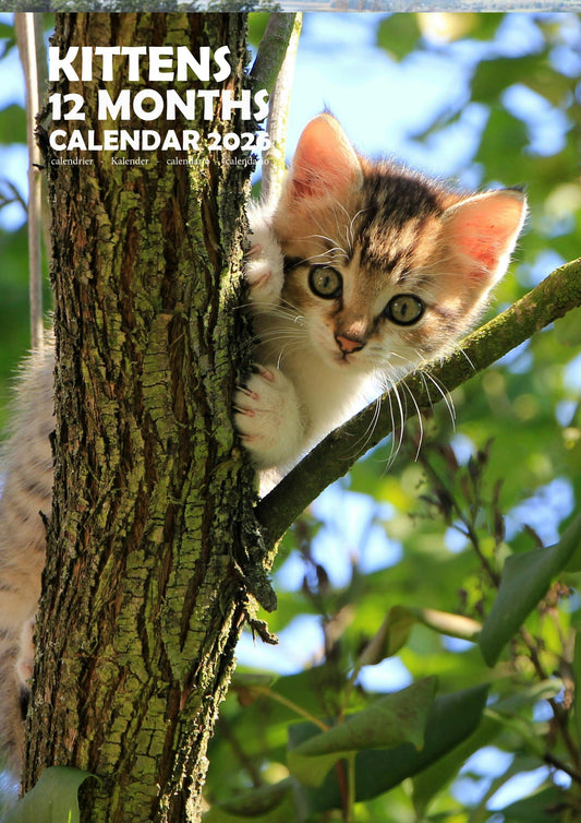 Kittens Cats Calendar 2026 – M-PRA Range