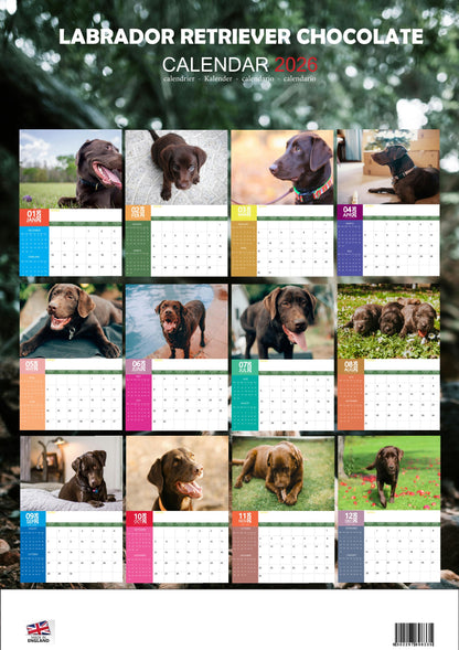 Labrador Retriever Chocolate Dog Calendar 2026 – M-PRA Range