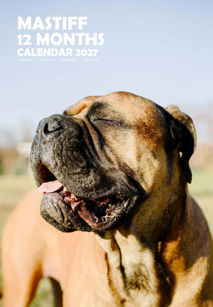 Mastiff Dog Calendar 2027 – M-PRA Range