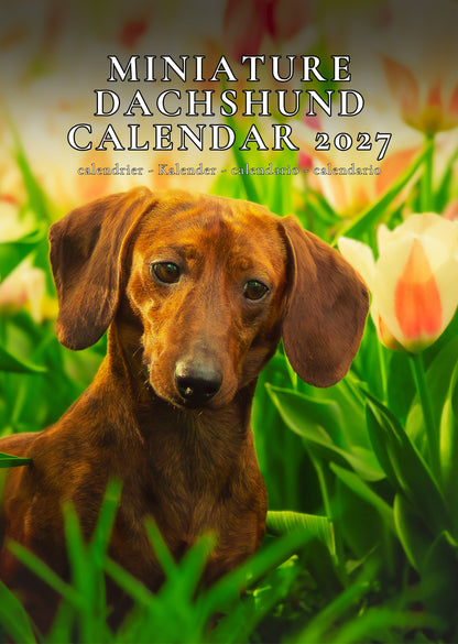 Miniature Dachshund Dog Calendar 2027 – M-PRA Range