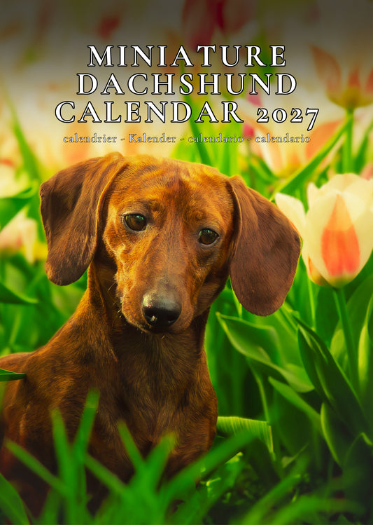 Miniature Dachshund Dog Calendar 2027 – M-PRA Range
