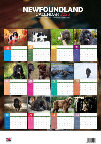 Newfoundland Dog Calendar 2026 – M-PRA Range