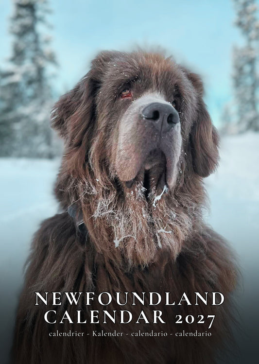Newfoundland Dog Calendar 2027 – M-PRA Range