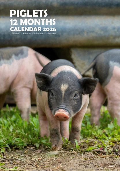 Piglets Calendar 2026 – M-PRA Range