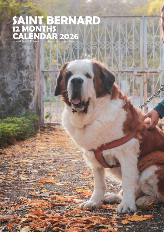 Saint Bernard Dog Calendar 2026 – M-PRA Range