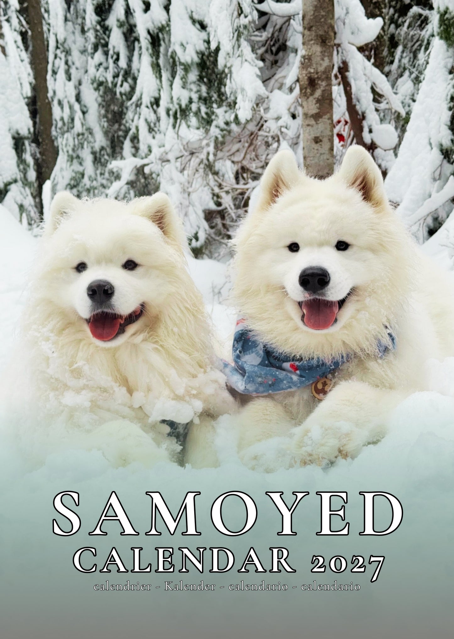 Samoyed Dog Calendar 2027 – M-PRA Range