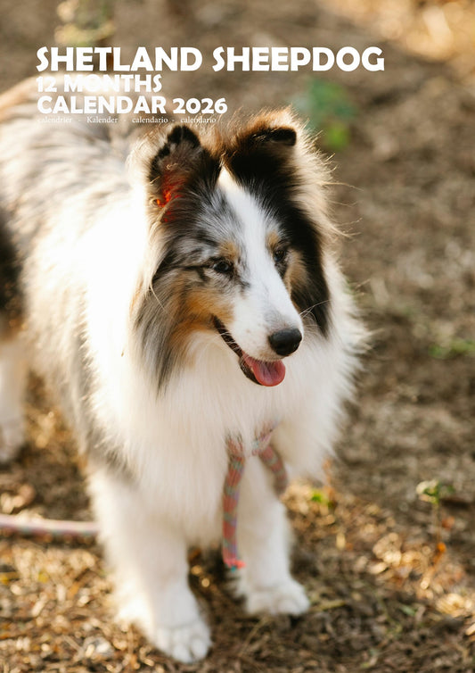 Shetland Sheepdog Calendar 2026 – M-PRA Range