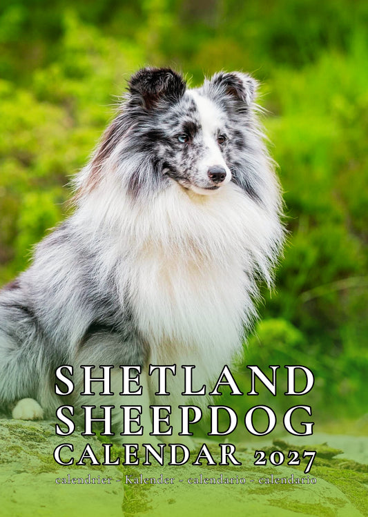 Shetland Sheepdog Calendar 2027 – M-PRA Range