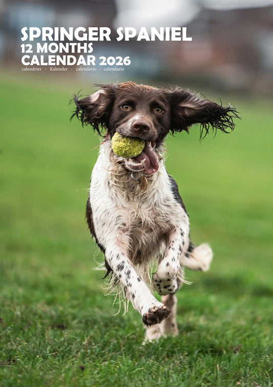 Springer Spaniel Dog Calendar 2026 – M-PRA Range