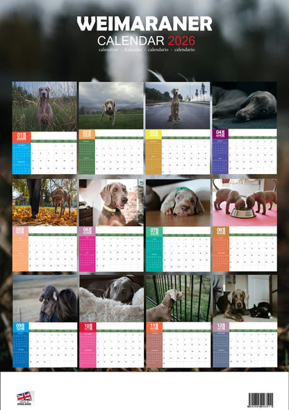 Weimaraner Dog Calendar 2026 – M-PRA Range