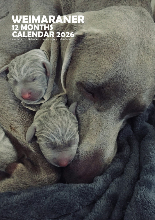 Weimaraner Dog Calendar 2026 – M-PRA Range